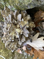 Polyporales