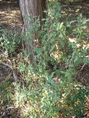 Berberis swaseyi