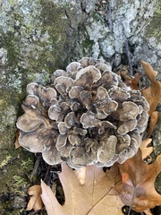 Polyporales