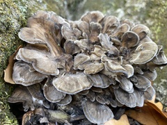 Polyporales