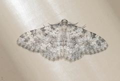 Zenophleps obscurata