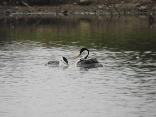 iNaturalist observation photo of Western × Clark's Grebe