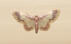 Idaea basinta