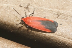 Ptychoglene coccinea