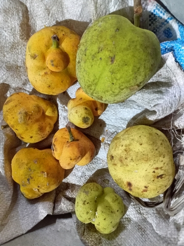Artocarpus lacucha