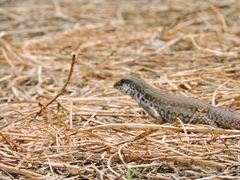 Aspidoscelis maximus