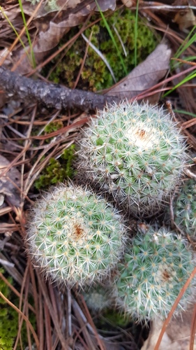 Mammillaria albilanata