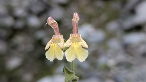 Himalayan Yellow Sage (Salvia nubicola)