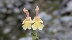 Salvia nubicola