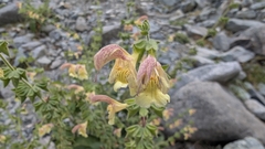 Salvia nubicola, photograph (c) Joan Simon, some rights reserved (CC BY)