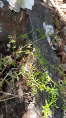 Galium aschenbornii