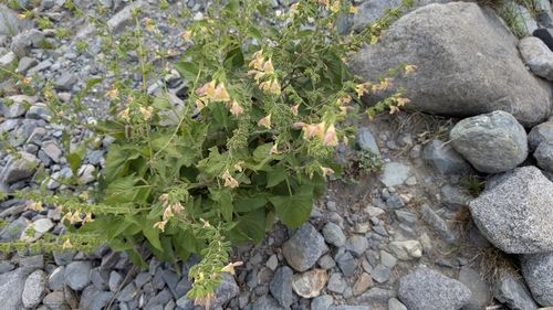 Salvia nubicola, photograph 2