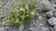 Salvia nubicola, photograph (c) Joan Simon, some rights reserved (CC BY)