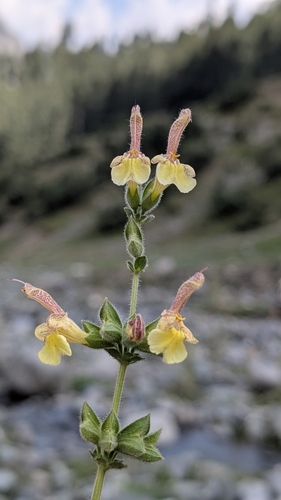 Salvia nubicola, photograph 3