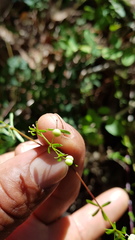 Galium aschenbornii