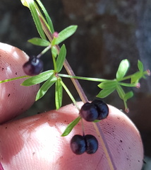 Galium aschenbornii