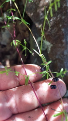 Galium aschenbornii
