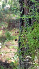 Galium aschenbornii