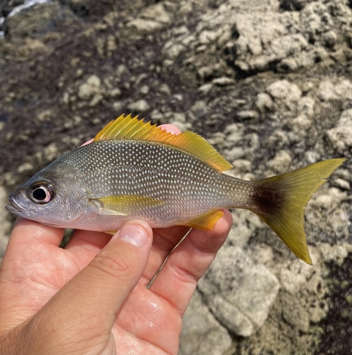 Photo of Yellowspot Grunt (Haemulon flaviguttatum)