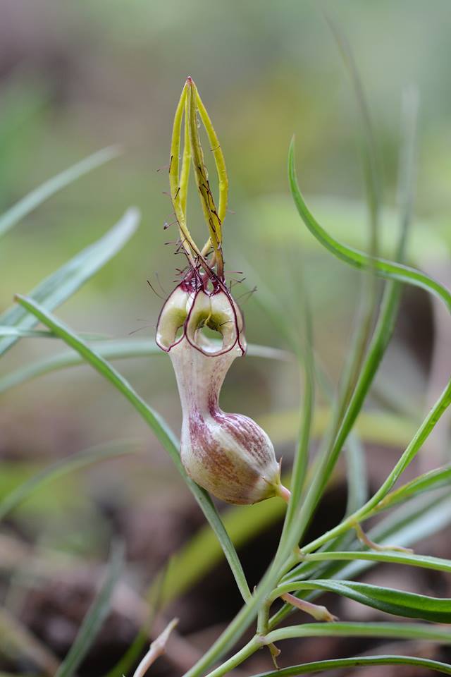 Ceropegia spiralis