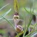 Ceropegia spiralis - Photo (c) S.MORE,  זכויות יוצרים חלקיות (CC BY-NC), uploaded by S.MORE