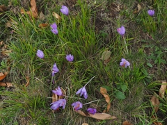 Crocus ligusticus