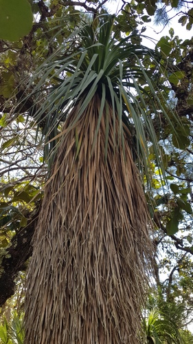 Nolina parviflora
