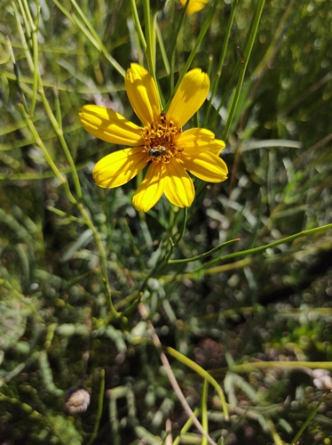 Zexmenia buphtalmiflora, photograph 2