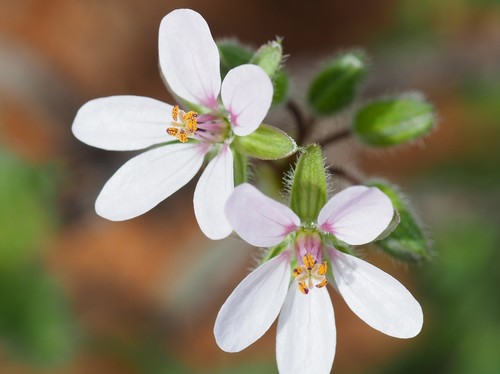 Erodium cicutarium