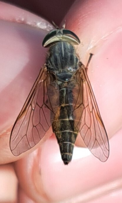 Hybomitra acuminata