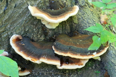 Ischnoderma resinosum
