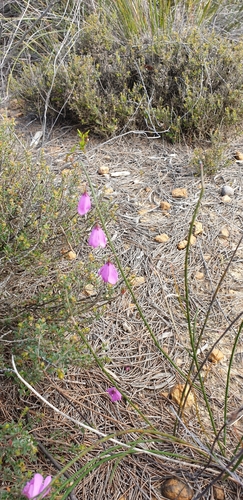 Image of Tetratheca halmaturina by (c) Andrew Thornhill, some rights reserved (CC BY)