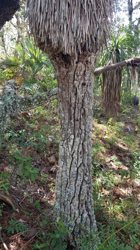Nolina parviflora