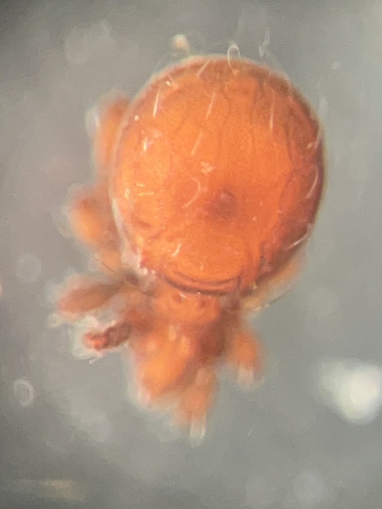 Eremobelbidae