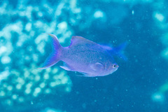 Mirolabrichthys pascalus