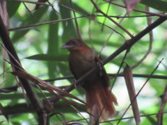 Automolus melanopezus