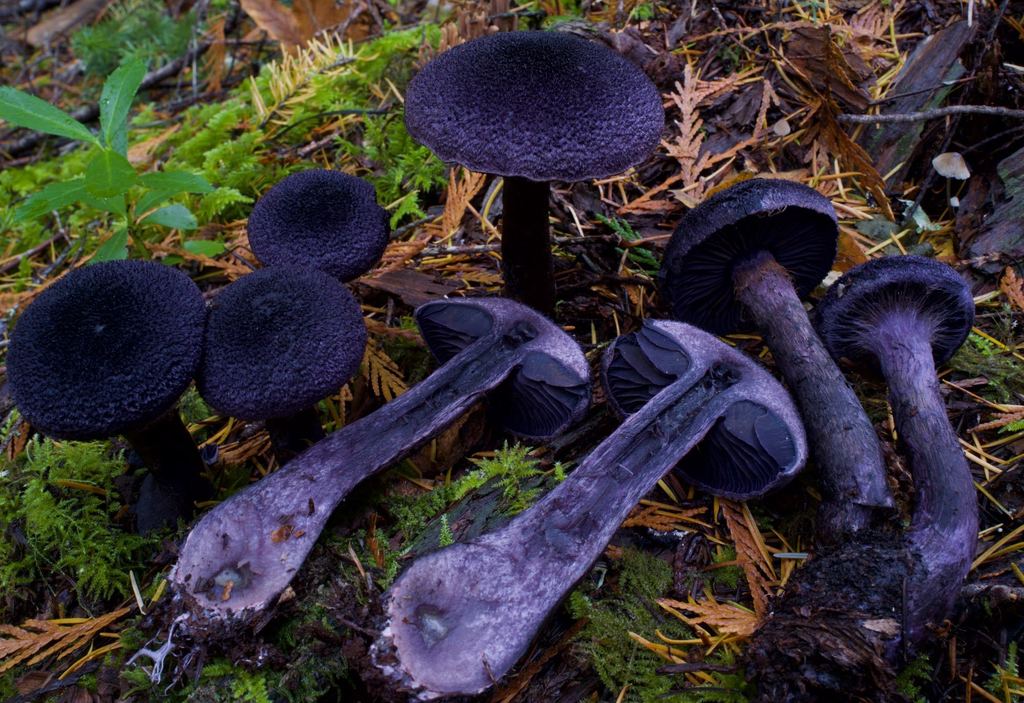 Cortinarius