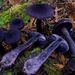 Cortinarius - Photo (c) Adam Bryant, some rights reserved (CC BY-NC), uploaded by Adam Bryant