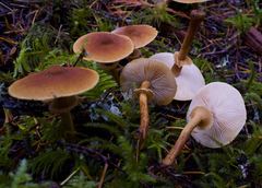 Cystoderma carcharias fallax