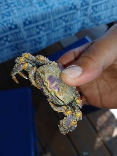 West African Fiddler Crab