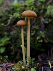 Entoloma formosum