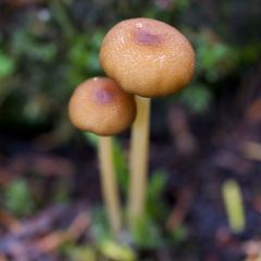 Entoloma formosum