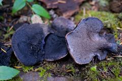 Hydnellum fuscoindicum