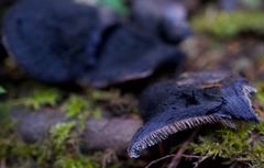 Hydnellum fuscoindicum