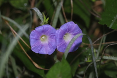 Ipomoea meyeri