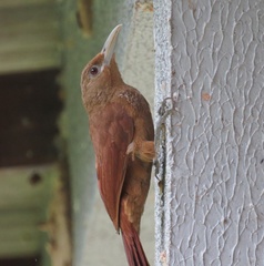 Dendrexetastes rufigula