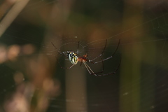 Leucauge argyra