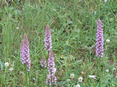 Gymnadenia densiflora
