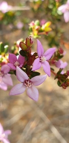 Image of Boronia edwardsii by (c) Andrew Thornhill, some rights reserved (CC BY)