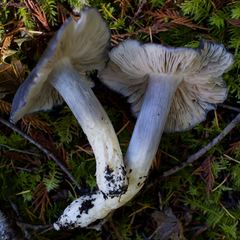Entoloma medianox